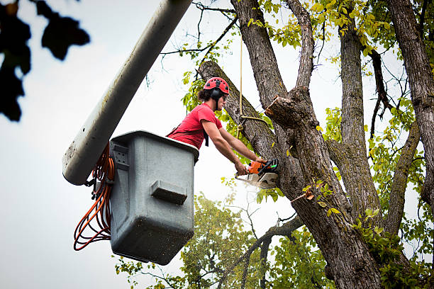 Best Tree Trimming and Pruning  in Colorado City, TX